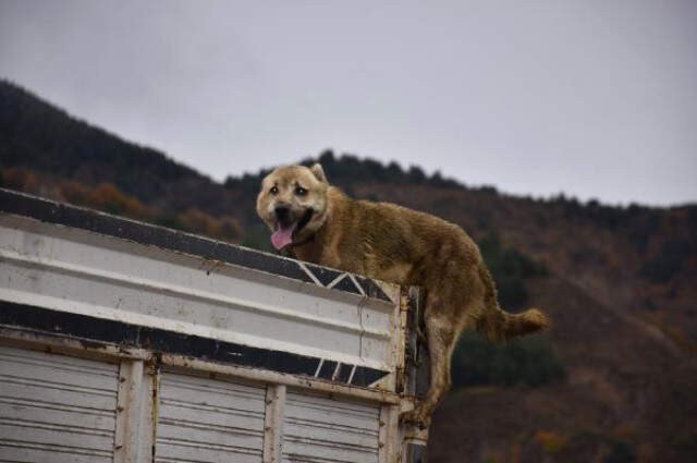Çoban Köpeği Boğulmaktan Kurtuldu Ardahan'da, Kasada Asılı Kalan Çoban Köpeği Yaşamak İçin Böyle Çırpındı