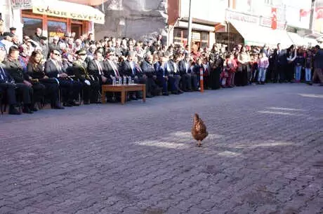 29 Ekim Törenine, Protokole Giren Tavuk Damga Vurdu