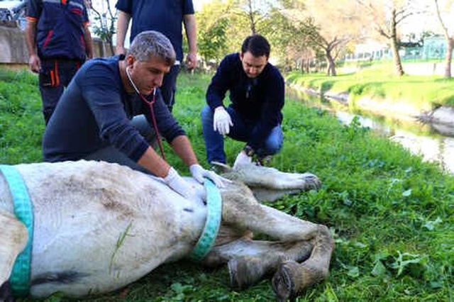 Yaşlı ve Güçsüz Diye Atı Dereye Atmışlar