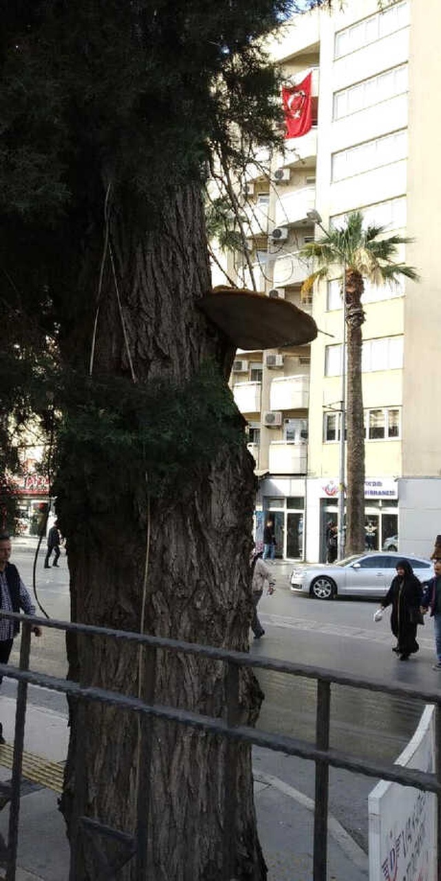 Ağaçta Çıkan Tepsi Büyüklüğündeki Mantar Şaşırttı