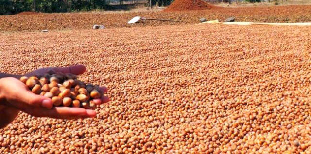 Doğu Karadeniz'den 124 Ülkeye İhracat Yılın İlk On Ayında Doğu Karadeniz'den 124 Ülkeye İhracat Yapıldı