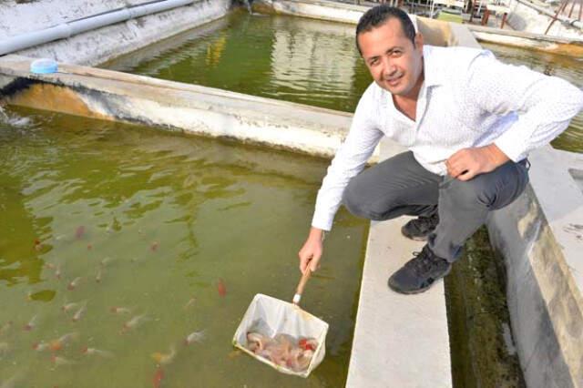 Serada Domates Gibi Yetiştirilen Süs Balıkları, Vatandaşın Yeni Kazanç Kapısı Oldu