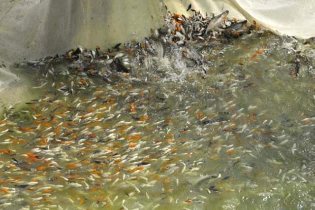 Serada Domates Gibi Yetiştirilen Süs Balıkları, Vatandaşın Yeni Kazanç Kapısı Oldu