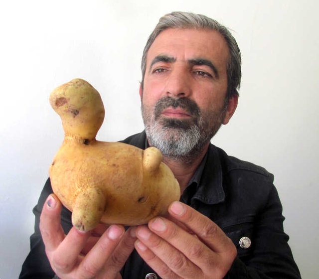 Kaplumbağa Şekilli Patates Görenleri Hayrete Düşürüyor
