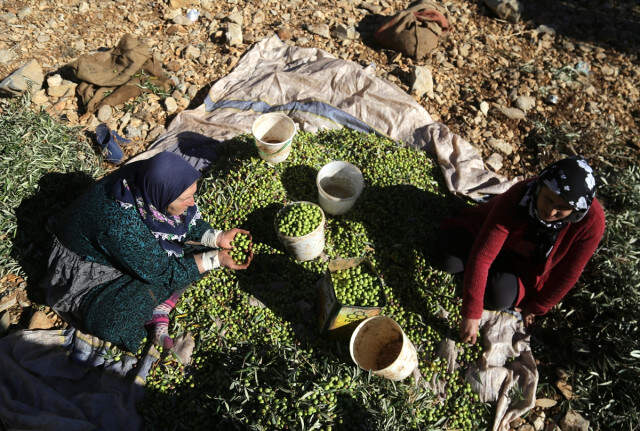 Teröristlerden Temizlenen Afrin'de Zeytin Hasadı Başladı