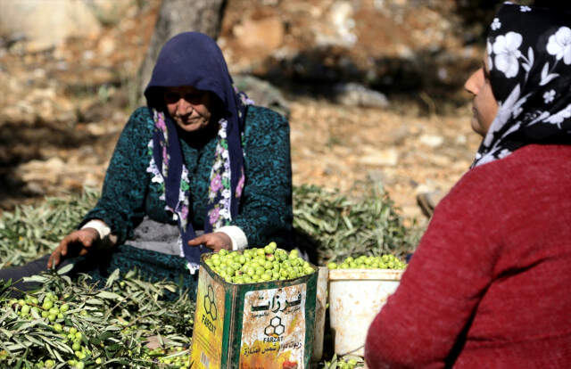 Teröristlerden Temizlenen Afrin'de Zeytin Hasadı Başladı