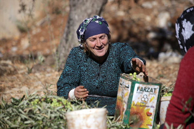 Teröristlerden Temizlenen Afrin'de Zeytin Hasadı Başladı