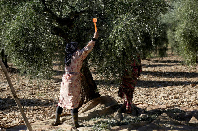 Teröristlerden Temizlenen Afrin'de <a class='keyword-sd' href='/zeytin/' title='Zeytin'>Zeytin</a> Hasadı Başladı