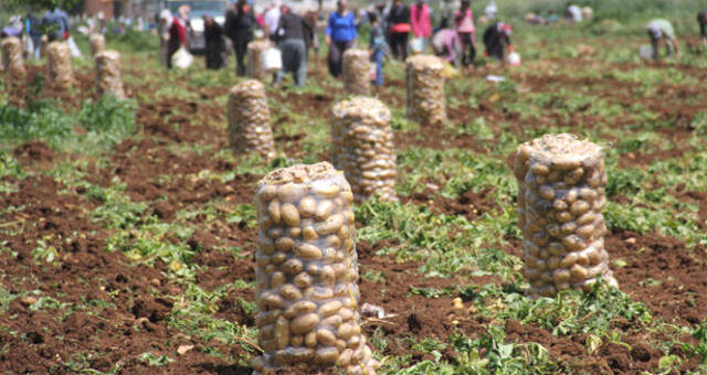 KKTC'de Bir Kilo Patates 25 Liraya Kadar Yükseldi KKTC'de Bir Kilo Patates 14 Liraya Kadar Yükseldi