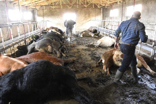 Ahırın Kapısını Açan Vatandaş, 21 Büyükbaş Hayvanı Taş Kesilmiş Halde Buldu