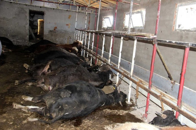 Ahırın Kapısını Açan Vatandaş, 21 Büyükbaş Hayvanı Taş Kesilmiş Halde Buldu
