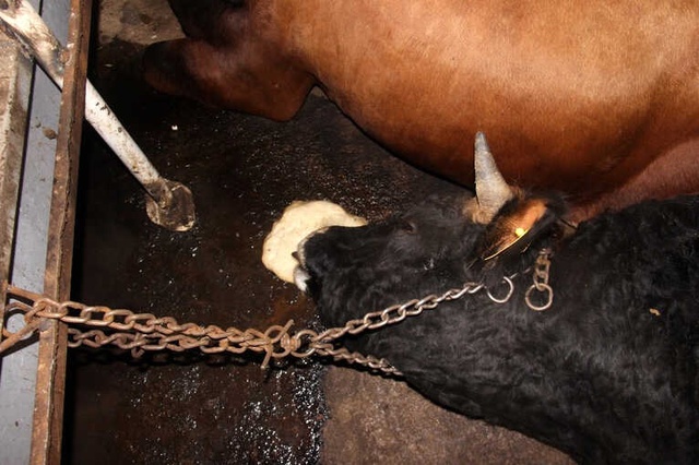 Ahırın Kapısını Açan Vatandaş, 21 Büyükbaş Hayvanı Taş Kesilmiş Halde Buldu
