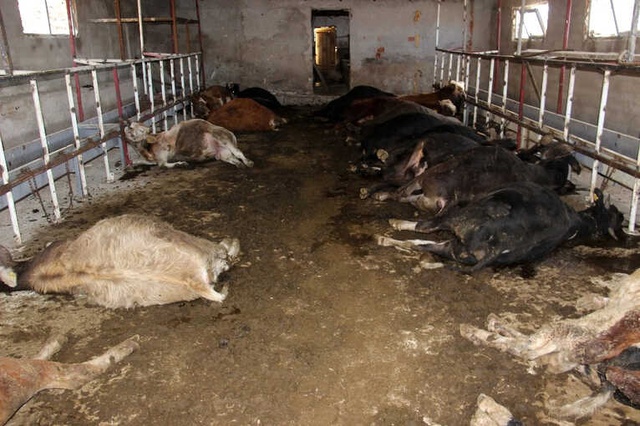 Ahırın Kapısını Açan Vatandaş, 21 Büyükbaş Hayvanı Taş Kesilmiş Halde Buldu