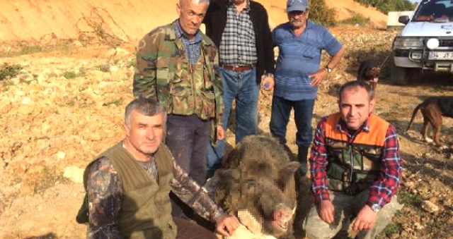 Sakarya'da Avcılar, 350 Kiloluk Dev Domuzu Avlayıp Hatıra Fotoğrafı Çektirdi
