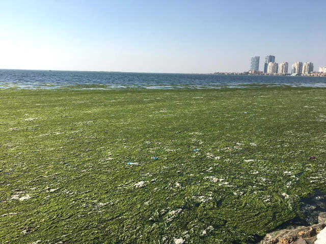 İzmir Körfezi'nde Denize Bakan Vatandaşların, Gördüğü Manzara Karşısında Dili Tutuldu İzmir Körfezi'nde Denizdeki Ürküten Manzarayı Gören Vatandaşlar Telefonuna Sarıldı!
