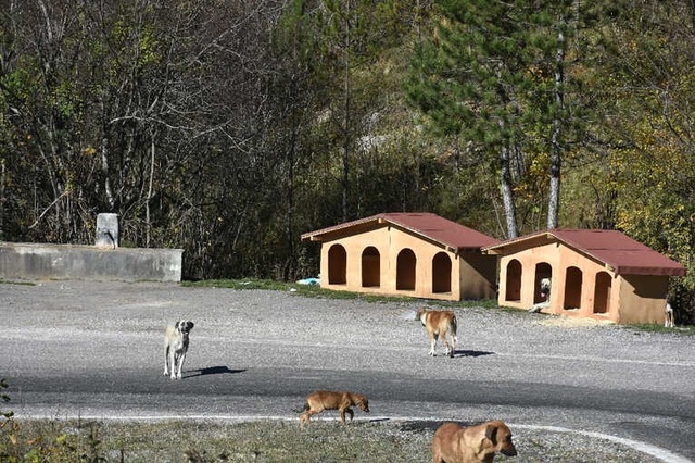 Uyuz ve Hastalıklı Köpeklerin Bastığı Köyde, Çocukların Dışarı Çıkması Yasaklandı