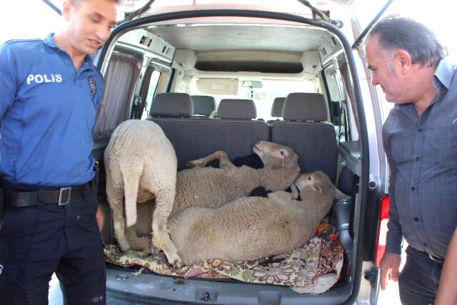 5 Koyunu Sünnette Yemek İçin Çaldılar, 'Et de mi Yemeyelim' Dediler 5 Koyun Çalan Hırsızlar,