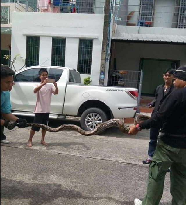 Tayland'da 3 Metrelik Piton Tuvalette Saklandığı Evin Sahibini Cinsel Organından Isırdı