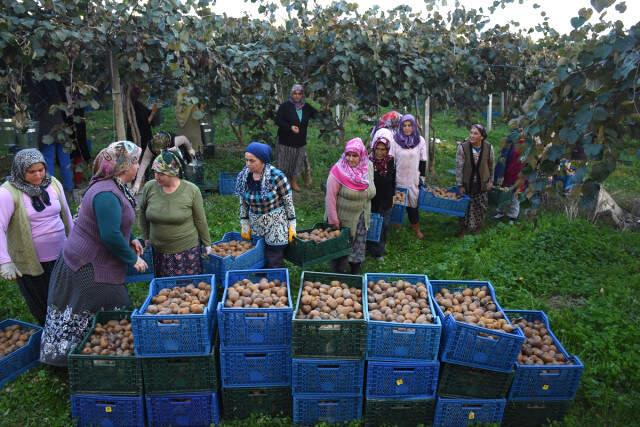 Bahçeye Çevrilen Bataklıkta 450 Ton Kivi Üretildi