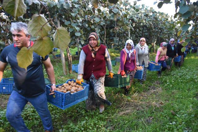 Bahçeye Çevrilen Bataklıkta 450 Ton Kivi Üretildi