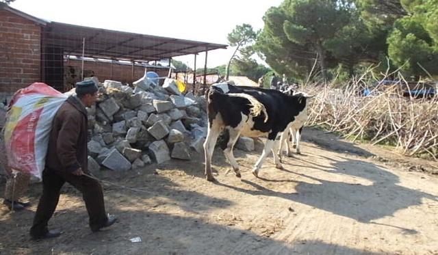 Bir İneğin Kuduzdan Ölmesi Sonucu 3 Mahalle Karantinaya Alındı