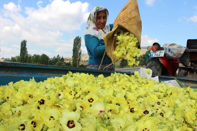 Amasya'da Çeyrek Altın Olarak Adlandırılan Çiçek Bamyasının Kilosu 120 TL'den Satılıyor