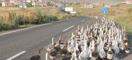 Kars'ta Karın Yağmasıyla Kesimine Başlanan Kazların Tanesi 160 Liradan Satılıyor