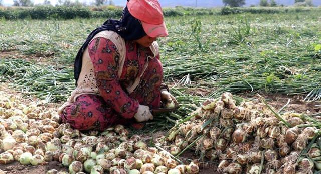 Patates ve Soğandaki Fiyat Artışı Devam Edecek