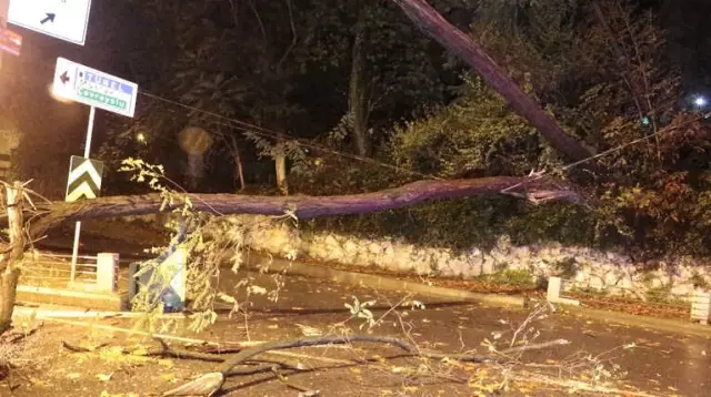 Sarıyer'de Tünel Girişine Ağaç Devrildi, Yol Trafiğe Kapandı