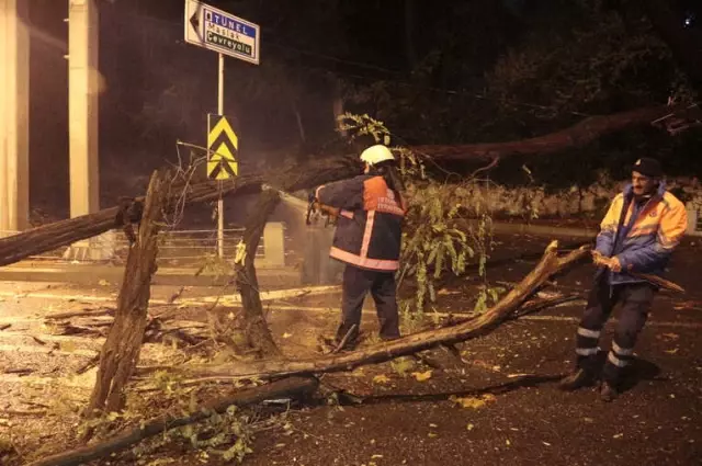 Sarıyer'de Tünel Girişine Ağaç Devrildi, Yol Trafiğe Kapandı