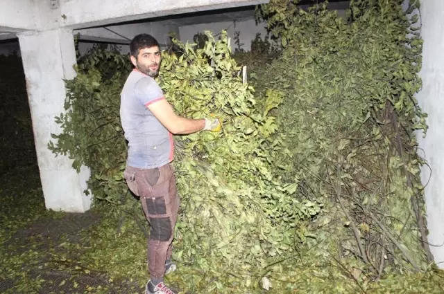 Ormandan Topladıkları Defne Yapraklarını Yurt Dışına İhraç Ediyorlar