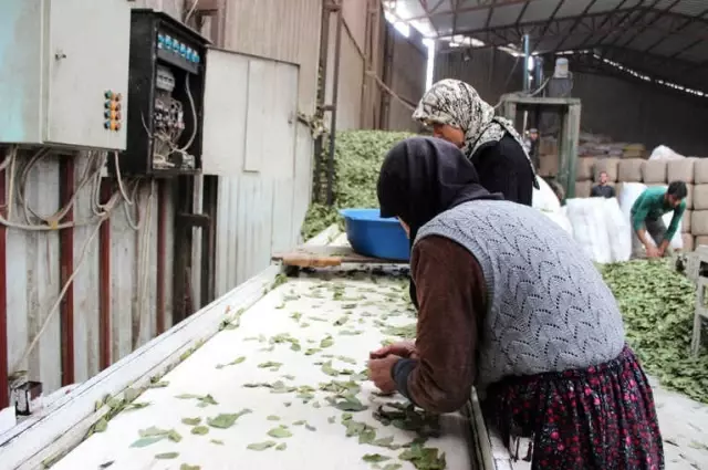 Ormandan Topladıkları Defne Yapraklarını Yurt Dışına İhraç Ediyorlar