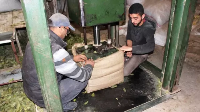 Ormandan Topladıkları Defne Yapraklarını Yurt Dışına İhraç Ediyorlar