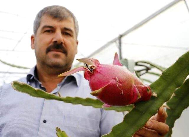 Domates ve Biberden Para Kazanamayınca 'Ejder Meyvesi' İşine Girdi! Şimdi 30 Bin TL Kazanmayı Hedefliyor Domates ve Biberden Para Kazanamayınca 'Ejder Meyvesi' İşine Girdi! Şimdi 30 Bin TL Kazanmayı Hedefliyor