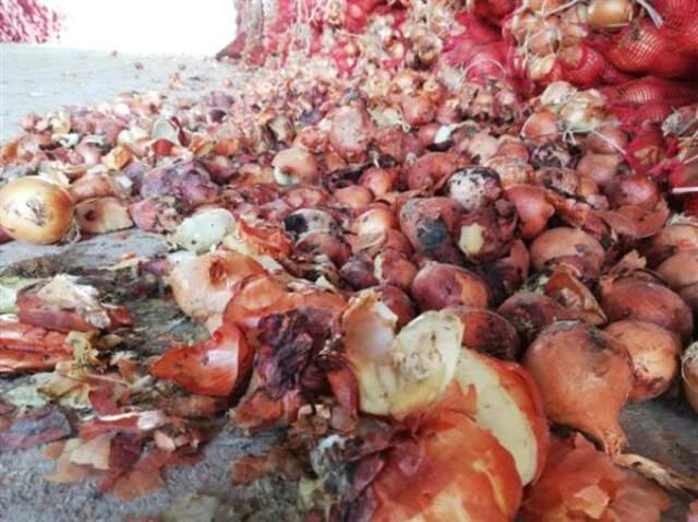 Soğan Stokçularından Komik Gerekçe: Soğuk Erken Geldi