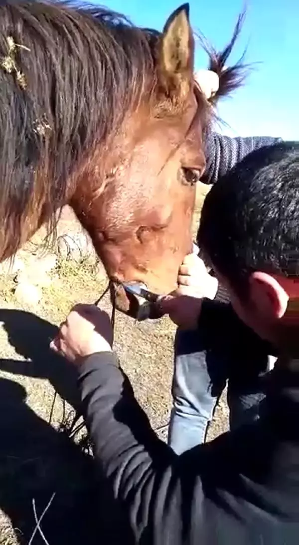 Yılkı Atın Ağzını İple Bağlayıp Ölüme Terk Ettiler