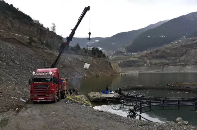 12 Bin Nüfuslu İlçeden Milyon Nüfuslu Ülkelere Balık İhraç Ediliyor