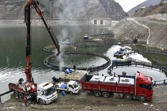 12 Bin Nüfuslu İlçeden Milyon Nüfuslu Ülkelere Balık İhraç Ediliyor