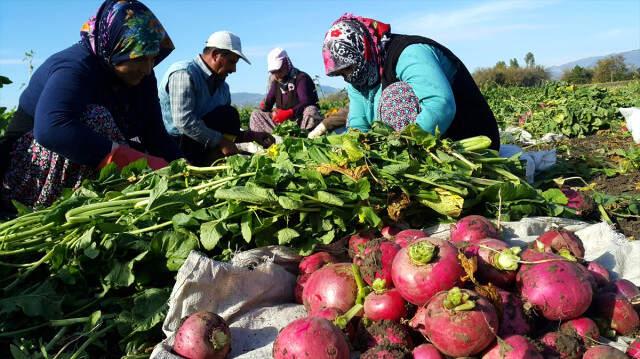 50 Bin Kişiye İstihdam! Turp Diyarında Hasat Başladı