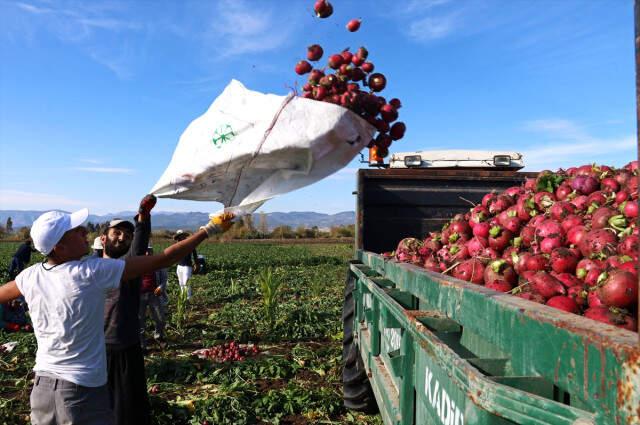 50 Bin Kişiye İstihdam! Turp Diyarında Hasat Başladı