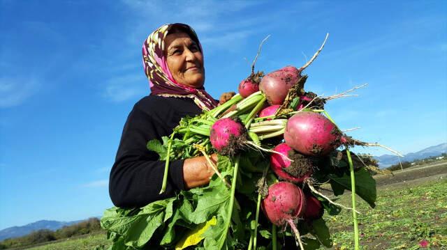 50 Bin Kişiye İstihdam! Turp Diyarında Hasat Başladı