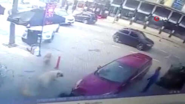 Aracın Altında Kalan Köpeğin Yardımına Sokak Köpekleri Koştu