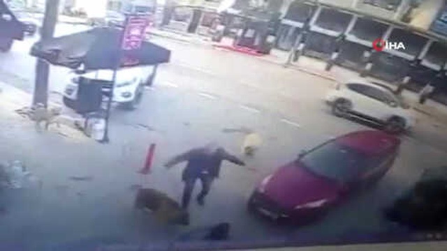 Aracın Altında Kalan Köpeğin Yardımına Sokak Köpekleri Koştu