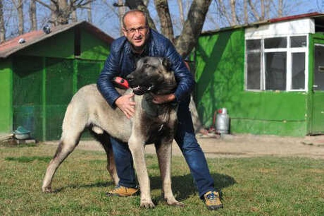 Günde 7 Kilo Et Yiyen Kangal Köpeğine 125 Bin Lira Değer Biçildi