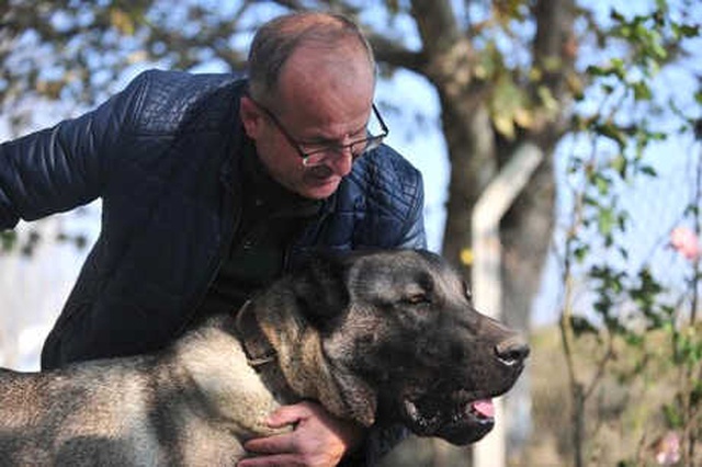 Günde 7 Kilo Et Yiyen Kangal Köpeğine 125 Bin Lira Değer Biçildi