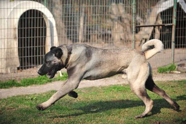 Günde 7 Kilo Et Yiyen Kangal Köpeğine 125 Bin Lira Değer Biçildi