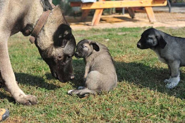 Günde 7 Kilo Et Yiyen Kangal Köpeğine 125 Bin Lira Değer Biçildi