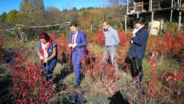 Mühendisliği Bırakıp Hayallerinin Peşinden Koşan Çiftçi, Ektiği Yaban Mersininin Kilosunu 50 TL'ye Satıyor