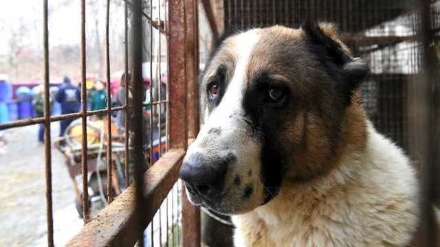 Güney Kore'nin En Büyük Köpek Mezhabası Kapatıldı