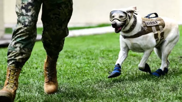 Fotoğraflarla: Meksikalıların Gurur Duydukları 'Kahraman Köpekler'